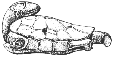 Ацтеки. Быт, религия, культура - i_012.png