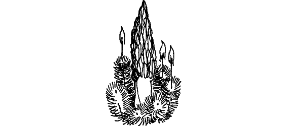 Краснокожая хищница - i_012.png