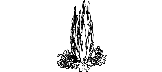 Краснокожая хищница - i_016.png