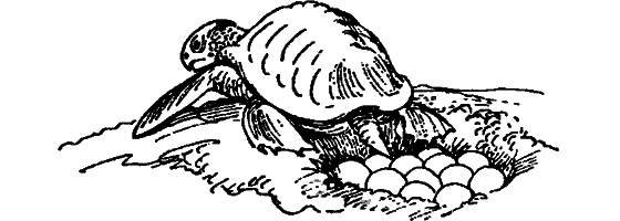 Краснокожая хищница - i_024.png