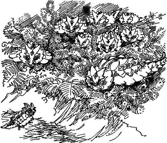 Краснокожая хищница - i_030.png