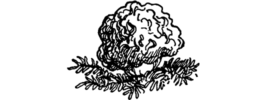 Краснокожая хищница - i_034.png