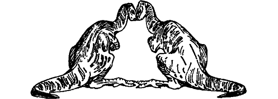 Краснокожая хищница - i_037.png