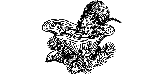 Краснокожая хищница - i_045.png