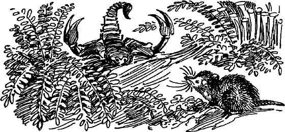 Краснокожая хищница - i_056.png