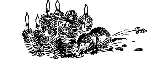 Краснокожая хищница - i_058.png