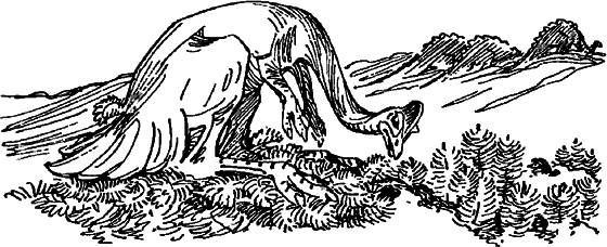 Краснокожая хищница - i_060.png