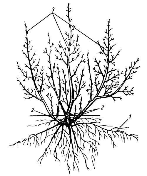 Моим садоводам - i_003.jpg