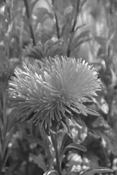 Моим цветоводам - _04.jpg