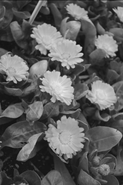 Моим цветоводам - _09.jpg