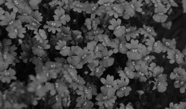 Моим цветоводам - _11.jpg