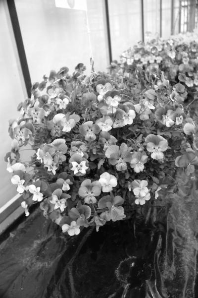 Моим цветоводам - _20.jpg