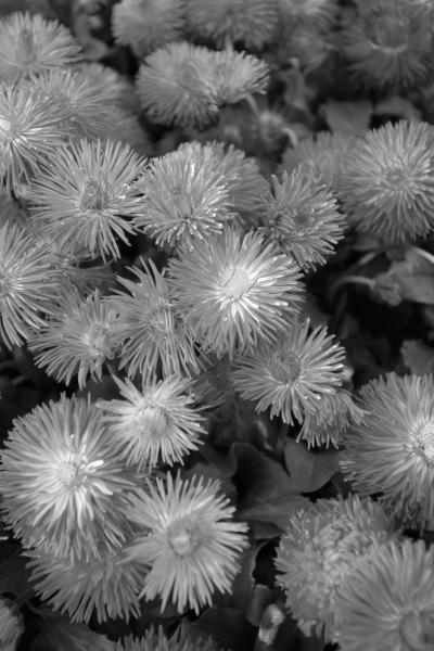 Моим цветоводам - _23.jpg