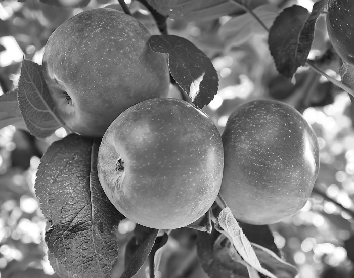 Справочник умелого садовода - i_001.jpg