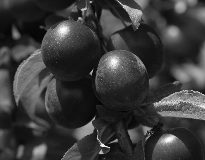 Справочник умелого садовода - i_004.jpg