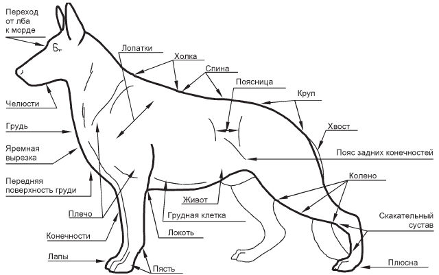Немецкая овчарка - i_001.png