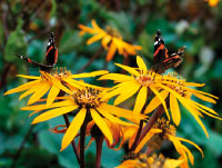 Журнал "Компьютерра" №751 - _ct51-7.jpg