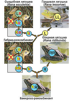 Журнал «Компьютерра» № 24 от 27 июня 2006 года - _644d17o4.jpg