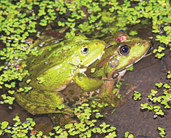 Журнал «Компьютерра» № 24 от 27 июня 2006 года - _644f17g5.jpg