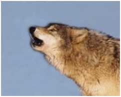 Волки - i_002.jpg