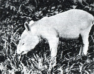 В краю гоацинов - doc2fb_image_02000008.jpg