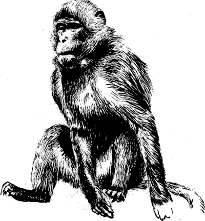 Мир Книги джунглей - i_017.png