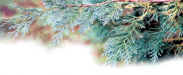 Хвойные растения - i_003.jpg