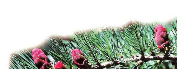 Хвойные растения - i_004.jpg