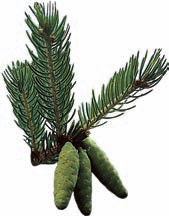 Хвойные растения - i_007.png