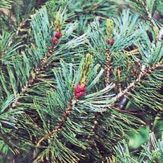 Хвойные растения - i_008.jpg