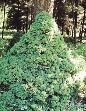 Хвойные растения - i_021.jpg