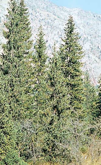 Хвойные растения - i_022.jpg