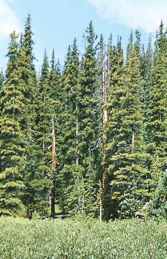 Хвойные растения - i_023.jpg