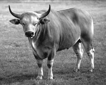 Самые необычные животные - i_006.jpg