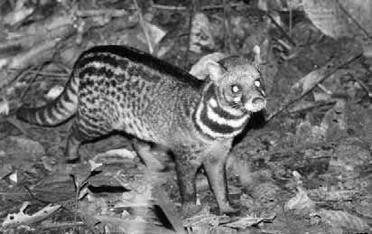 Самые необычные животные - i_008.jpg