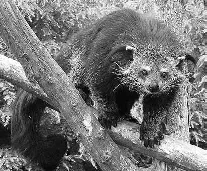 Самые необычные животные - i_009.jpg