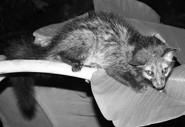 Самые необычные животные - i_010.jpg