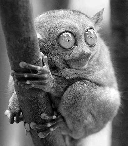 Самые необычные животные - i_011.jpg