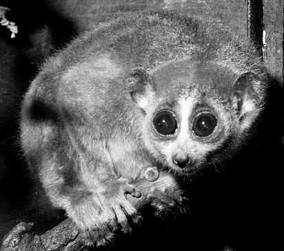 Самые необычные животные - i_012.jpg