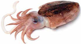 Кулинарная энциклопедия. Том 11. К (Капиротада – Кашкавал) - _19.jpg