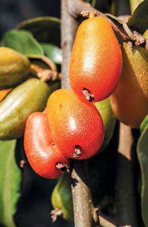 Кулинарная энциклопедия. Том 18. Л-М (Логанова ягода – Малосольные огурцы) - _24.jpg