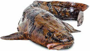 Кулинарная энциклопедия. Том 23. Н-О (Налим – Облатка) - _1.jpg