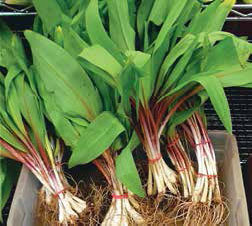 Кулинарная энциклопедия. Том 40. Ц – Я (Цыпленок – Ячмень) - _14.jpg