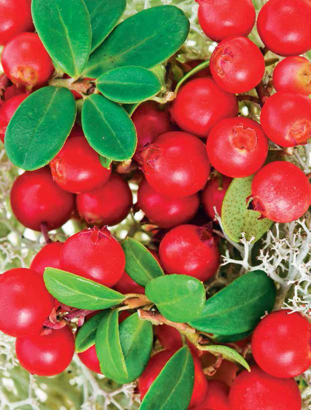 Кулинарная энциклопедия. Том 4. Б-В (Брусника – Венгерские клёцки) - _1.jpg