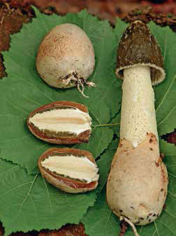 Кулинарная энциклопедия. Том 5. В-Г (Венский шницель – Гамбо) - _17.jpg