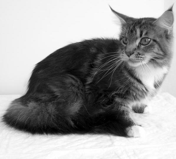 Мейн кун - _02.jpg