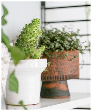 Urban Jungle. Как создать уютный интерьер с помощью растений - i_010.jpg