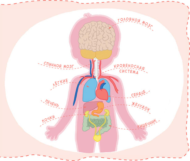 Как устроен человек - i_009.jpg