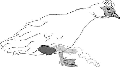 Утки тоже делают «это». Путешествие во времени к истокам сексуальности - _1.jpg