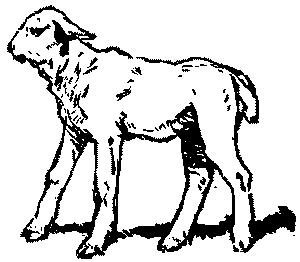 Неугомонный Носир - i_022.png